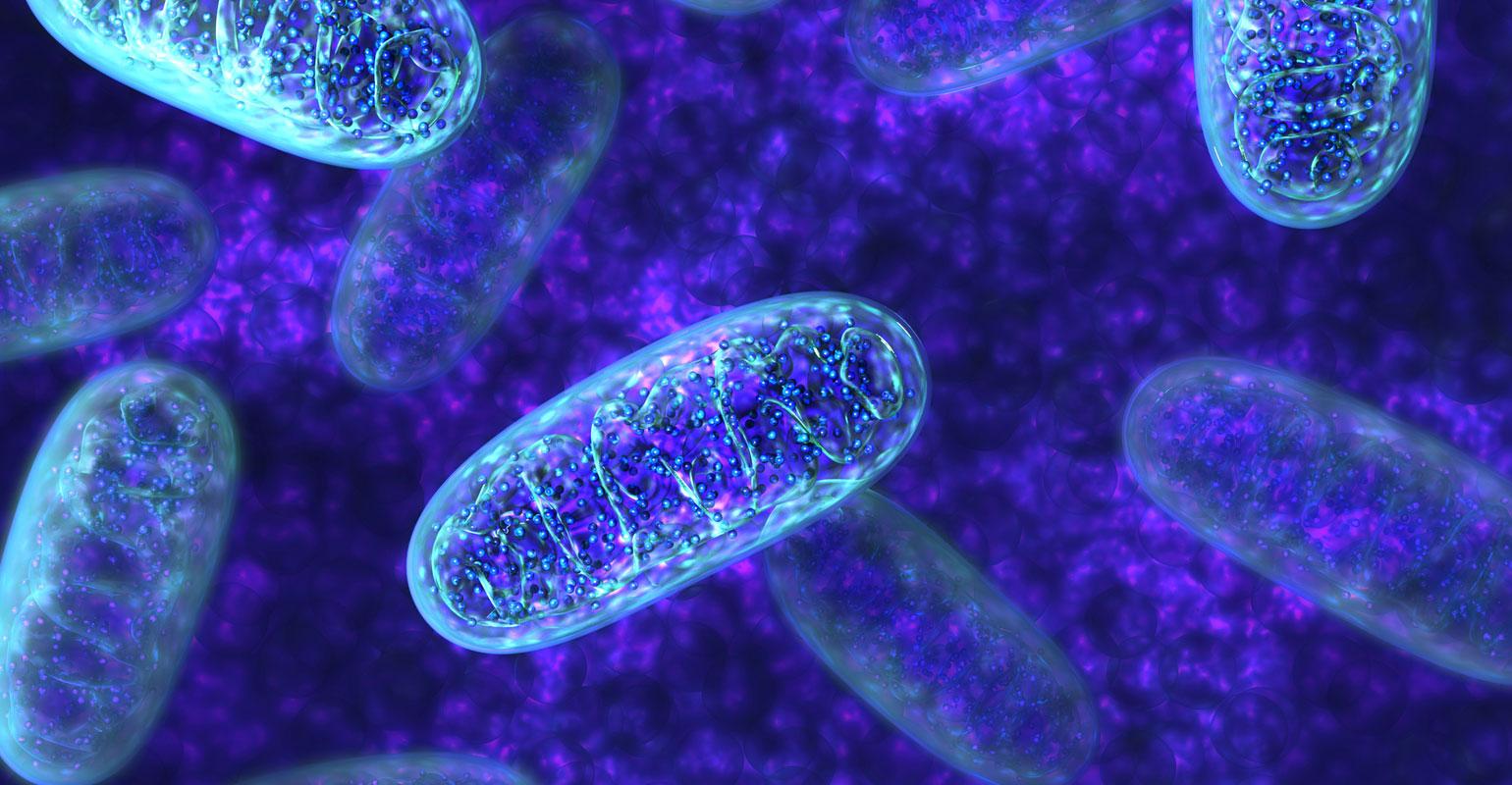 Mitochondria: A Path to Longevity