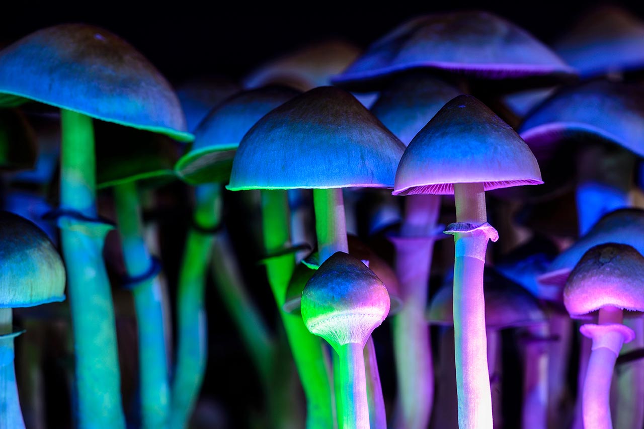 Psychedelics: The Therapeutic Potential of Magic Mushrooms